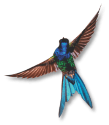 beija-flor